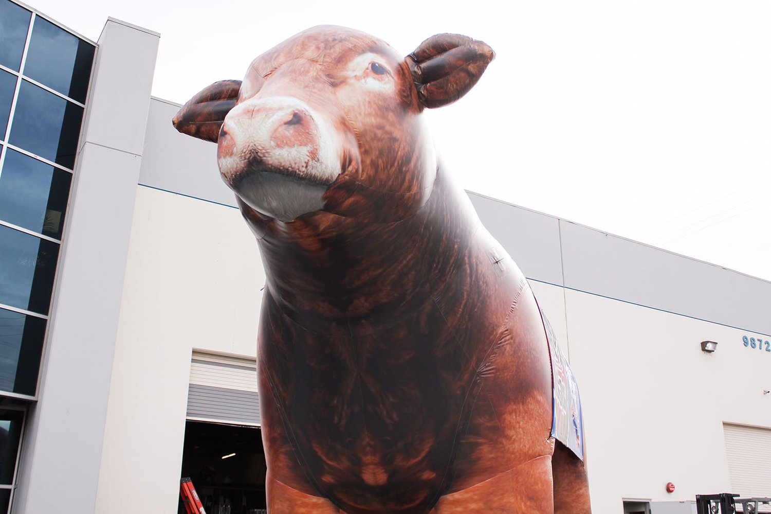Giant Inflatable Cow Custom Inflatables